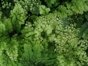 maidenhair fern perfect for shade planter