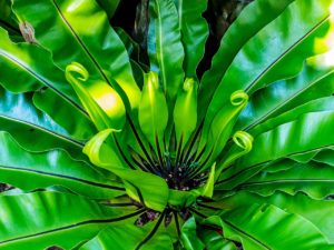 Bird's nest fern