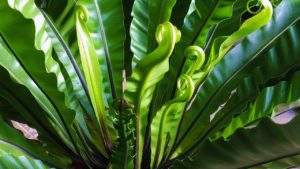 bird's nest fern