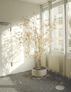 leaf drop on ficus, dead houseplants