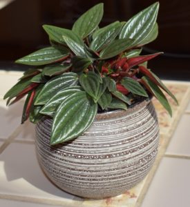 potted peperomia