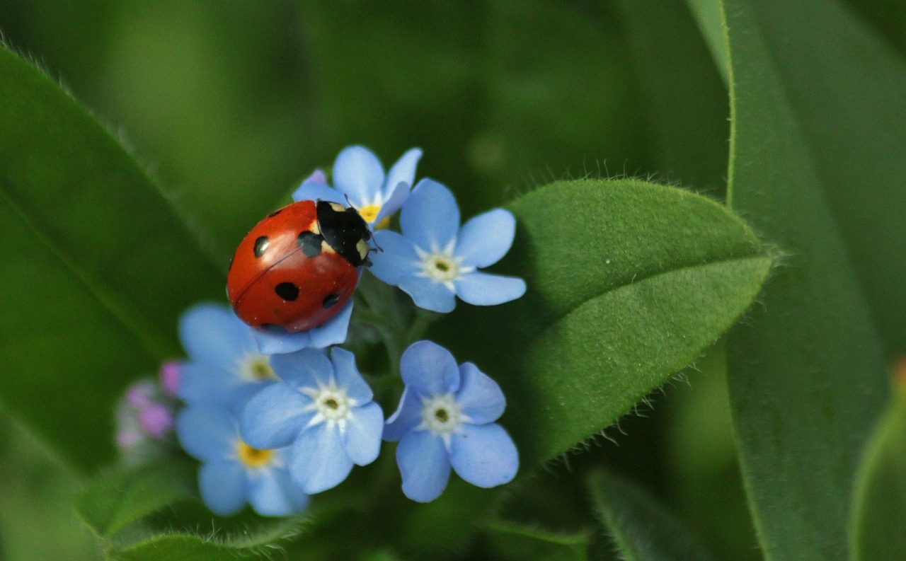 ladybug on forget-me-not.