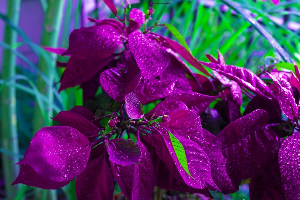 poinsettia painted purple