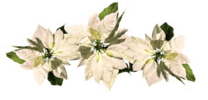 white poinsettias