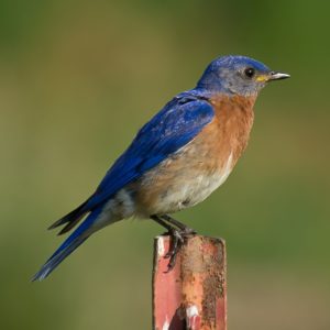 bluebird