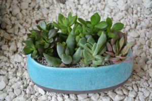 succulents in shallow pot