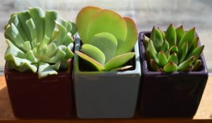3 succulents, houseplants for a sunny window