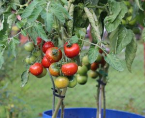 potted tomato