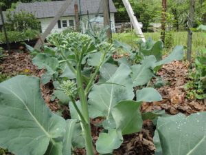 miniature broccoli 'Happy Rich'