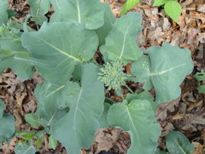 mini broccoli 'Happy Rich'