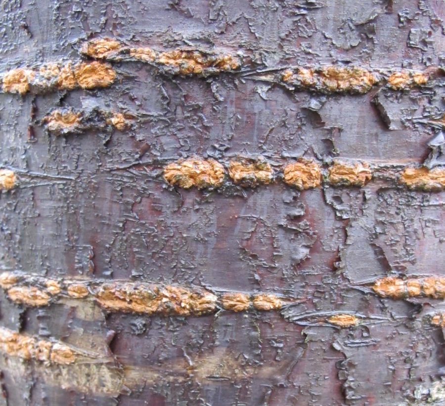 bark of cherry tree, rows of lenticels