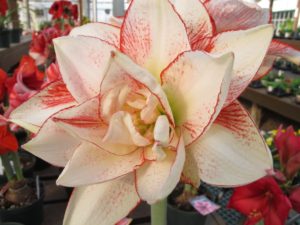 double amaryllis