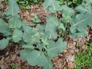 mini broccoli 'Happy Rich'