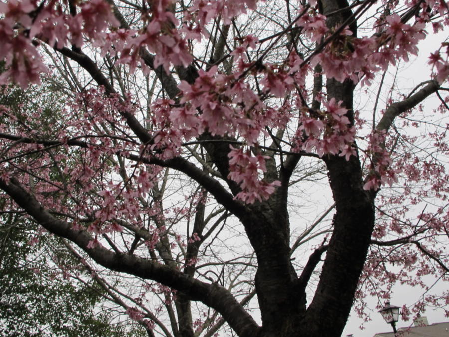 cherry tree, late winter to spring blooms