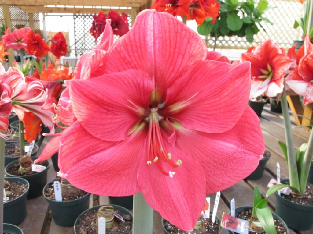 Hercules amaryllis