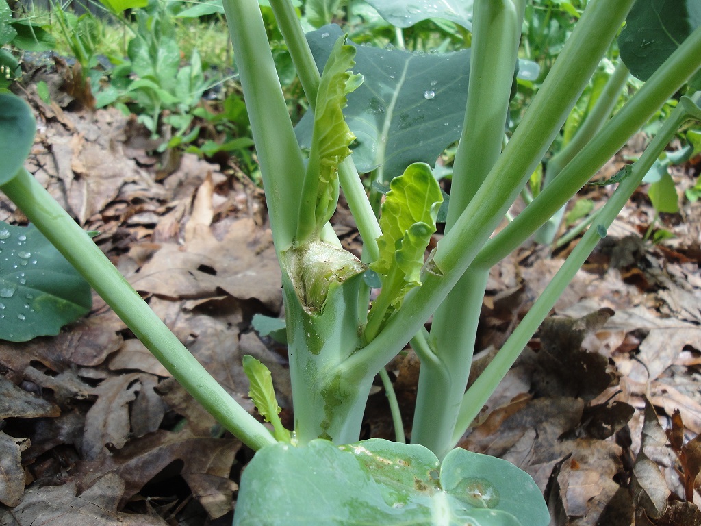 broccoli 'Happy Rich' regrowing after harvest (May, 2022).