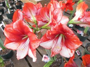 amaryllis