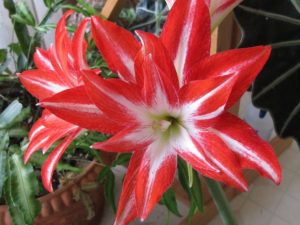 amaryllis