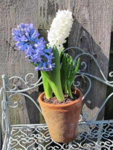forced blue and white hyacinths