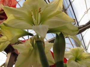 Lemon Lime amaryllis