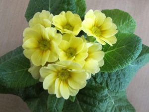 fragrant yellow primrose in spring