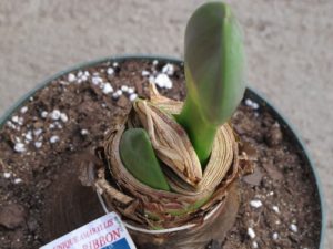 two buds emerging from amaryllis bulb