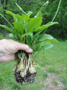 resilience of plants