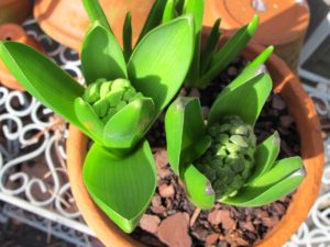 forced hyacinth bulbs early spring