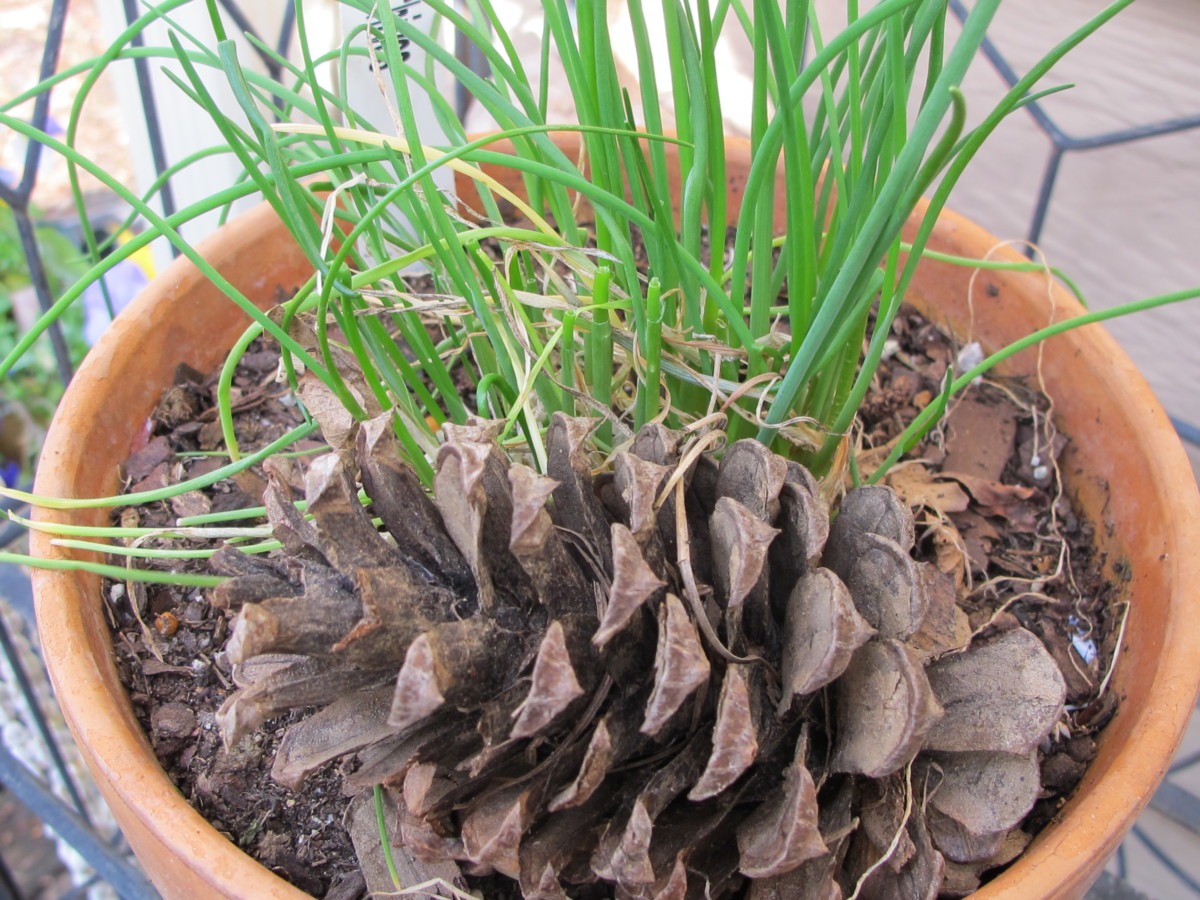 potted chives, first herb to emerge in spring