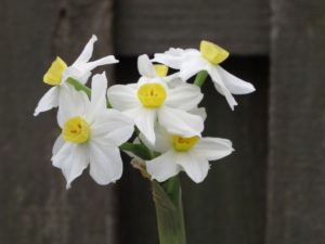 Winter Sun paperwhite narcissus