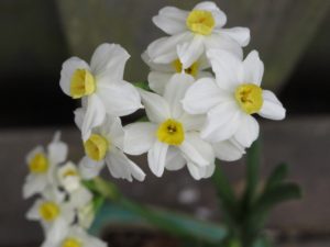 paperwhite narcissus 'Winter Sun', white flowers, yellow cup