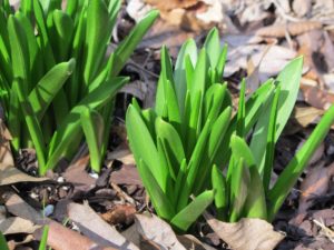 Hyacinthoides hispanica in early spring