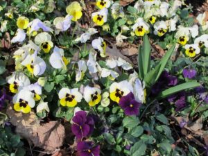 viola blooms fall through spring
