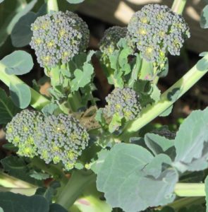 side shoots of broccoli 'Arcadia', high yielding cool season greens