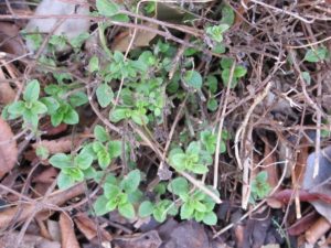 Italian oregano in the garden