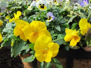 viola, Cool Wave pansy