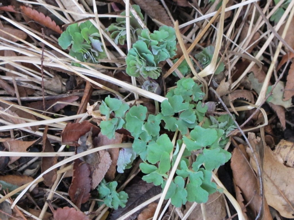 emerginf perennials, signs of spring