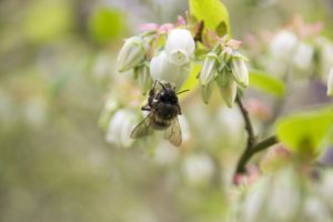 bee and blueberry flower