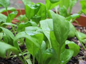 potted spinach, easy cool season vegetables