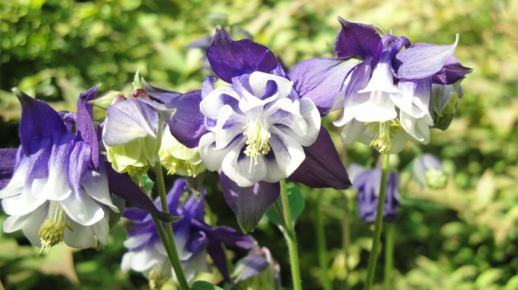 blue and white flowers of columbine