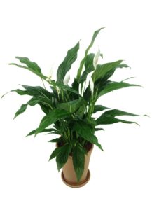 Spathiphyllum, or peace lily, popular houseplants