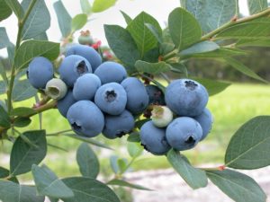 blueberry branch