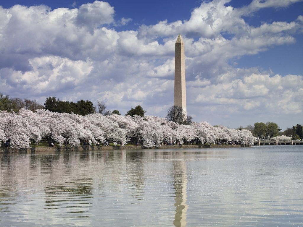 cherry trees, Tidal Basin, early spring bloom