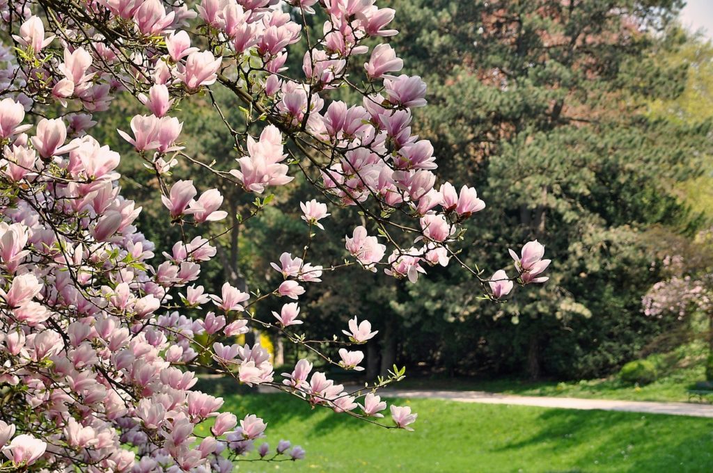 magnolia's big pink blooms, early spring