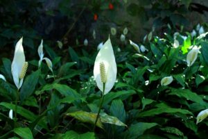 peace lily, flowers. easy houseplants