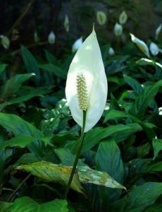 peace lily, flowers