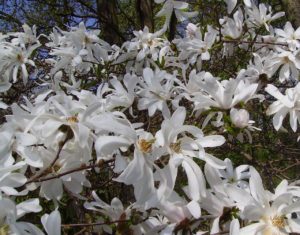 Star Magnolia, M. stellata