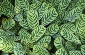 Calathea