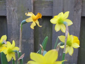 remove daffodil seedpods, quick tip #1