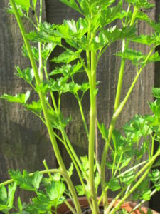 parsley with flower stems